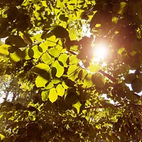 Nature Vivid Tree Sunlight Concept