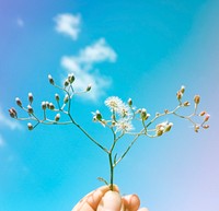 Hand Hold Show Small Flower Branches Up To Sky