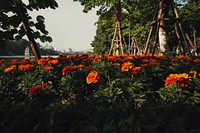 Summer marigod bloom flower in the park