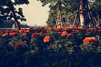 Summer marigod bloom flower in the park