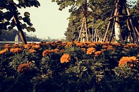 Summer marigod bloom flower in the park