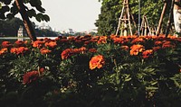 Marigold Tagetes Flower Plants near Lake