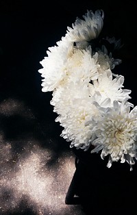 White Chrysanthemum Flower Bloom Botany
