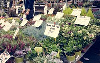 Botanical Business Retail Village Floral Bloom