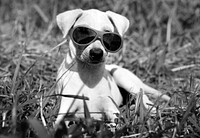 Dog Sunglasses Canine Breed Pet Greeting