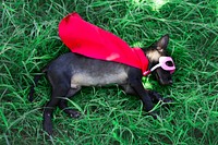 Canine Costume Dog Pet Puppy Superhero