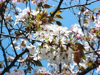 Flower Blossom Botanical Spring Beautiful Concept