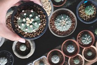 Plant Cactus Houseplant Nature Concept