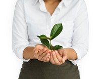 Business Attire Female Holding Seedling