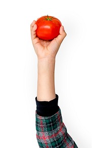 Hand Holding Tomato Isolated Concept
