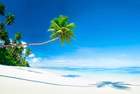 Scenic White Sand Beach Summer Tree Concept