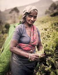 Tea picker at a plantation in Sri Lanka