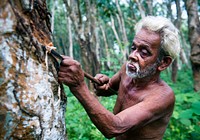 Rubber farmer at a plantation in Sri Lanka