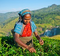 Tea picker at a plantation in Sri Lanka