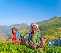 Tea pickers at a plantation in Sri Lanka