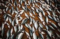 Fish dying on a net