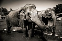 Sri Lankan elephants.