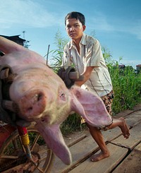 A pig with a Cambodian boy