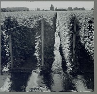 West Stayton (vicinity) Marion County, Ore. Migratory bean pickers. Beanfield, showing irrigation. Sourced from the Library of Congress.