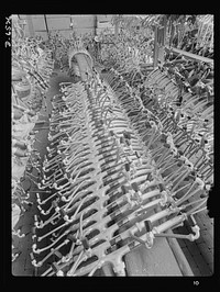 Production. Pratt and Whitney airplane engines. Ignition harnesses ready for assembly in Pratt and Whitney airplane engines form an interesting pattern on the racks of a large Eastern plant working steadily at the important job of powering the planes of our armed forces. Pratt and Whitney Aircraft. Sourced from the Library of Congress.