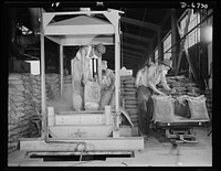 Production. Tin smelting. Emptying bags of raw tin ore from South America on a conveyor which feeds the crusher of a Southern smelter. The crusher reduces the larger particles to uniform size and discharges ore ready for the first stages of the smelting operation. The plant is already producing large quantities of tin for the countless war needs of the United Nations. Additional processing units now being added assure a much heavier output in the near future. Sourced from the Library of Congress.