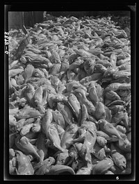 Victory food from American waters. Decks are convered with tons of rosefish as the Old Glory reaches its capacity load. After two and one half days of fishing, a catch of 85,000 pounds has been hauled in. Sourced from the Library of Congress.