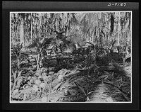 Troops in Australia. American tanks, manned by Australian crews, led the attack on Buna. This picture, taken during the fighting, shows the thick tropical growth under which the battle was fought. A chain of heavily fortified Japanese pillboxes was smashed by the tanks. Sourced from the Library of Congress.