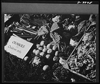 Food in England. In the distribution of certain foods, such as oranges, British children and invalids receive priority. Through this plan various foods are allocated to those who need them most to maintain good health. Sourced from the Library of Congress.