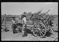 Wagon load of wood for cooking. Cattle ranch near Spur, Texas by Russell Lee