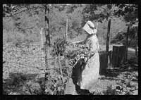 [Untitled photo, possibly related to: White woman, tenant farmer, feeding weeds to her hogs, McIntosh County, Oklahoma] by Russell Lee