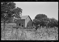 Abandoned house, surrounded by growing corn, McIntosh Co., Oklahoma by Russell Lee