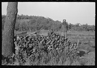 [Untitled photo, possibly related to: Pile of stove wood of Indian agricultural day laborer, preparing for winter, McIntosh County, Oklahoma] by Russell Lee