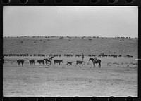 Cutting out calves from herd. Roundup near Marfa, Texas by Russell Lee