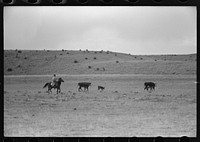 [Untitled photo, possibly related to: Cutting out calves from herd. Roundup near Marfa, Texas] by Russell Lee