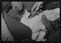 [Untitled photo, possibly related to: Innoculating a calf against leg at roundup near Marfa, Texas] by Russell Lee
