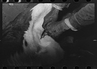 [Untitled photo, possibly related to: Castrating a calf at roundup near Marfa, Texas] by Russell Lee