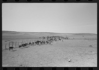 [Untitled photo, possibly related to: Turning cattle loose after branding operations. Roundup near Marfa, Texas] by Russell Lee