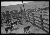 [Untitled photo, possibly related to: Turning cattle loose after branding operations. Roundup near Marfa, Texas] by Russell Lee