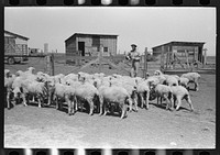 Sheep of FSA (Farm Security Administration) client near Hoxie, Kansas by Russell Lee