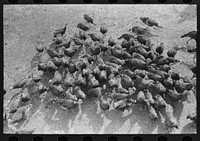 Turkeys on Schoenfeldt farm, Russian-German FSA (Farm Security Administration) client in Sheridan County, Kansas by Russell Lee