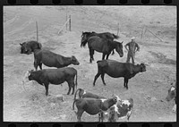 Cows and horses belonging to Mr. Schoenfeldt, Russian-German FSA (Farm Security Administration) client, Sheridan County, Kansas by Russell Lee
