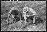 FSA (Farm Security Administration) supervisor and client looking among the tumbleweed to try to identify a type of army worm, Gray County, Kansas by Russell Lee