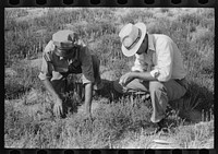 [Untitled photo, possibly related to: FSA (Farm Security Administration) supervisor and client looking among the tumbleweed to try to identify a type of army worm, Gray County, Kansas] by Russell Lee