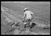 Mr. Johnson, FSA (Farm Security Administration) client with part interest in cooperative well, using a makeshift dam of tumbleweeds and board in order to divert water from irrigation ditch to field, Syracuse, Kansas by Russell Lee