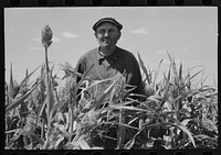 [Untitled photo, possibly related to: Mr. Wright, tenant farmer of Mr. Johnson and in cooperative with him in irrigation well, standing amidst the corn he has raised this year. Syracuse, Kansas] by Russell Lee