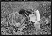 Spanish-American FSA (Farm Security Administration) client examining cauliflower in her garden to see if it is ready for picking, Taos County, New Mexico by Russell Lee