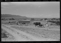 Daughter of Spanish-American FSA (Farm Security Administration) client driving cows to pasture, Taos County, New Mexico by Russell Lee
