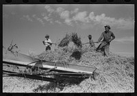 Threshing wheat, Taos County, New Mexico by Russell Lee