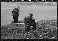 Boys gathering leaves into cardboard box. Front lawn in Bradford, Vermont by Russell Lee