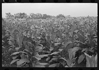 [Untitled photo, possibly related to: Field of flowering tobacco near Berlin, Connecticut] by Russell Lee